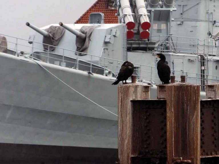 Battleship and Cormorants