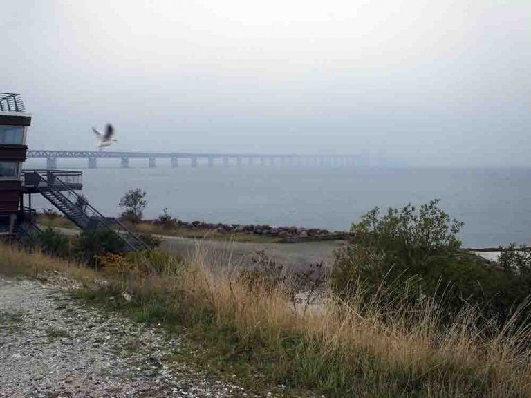 Bridge and Bird