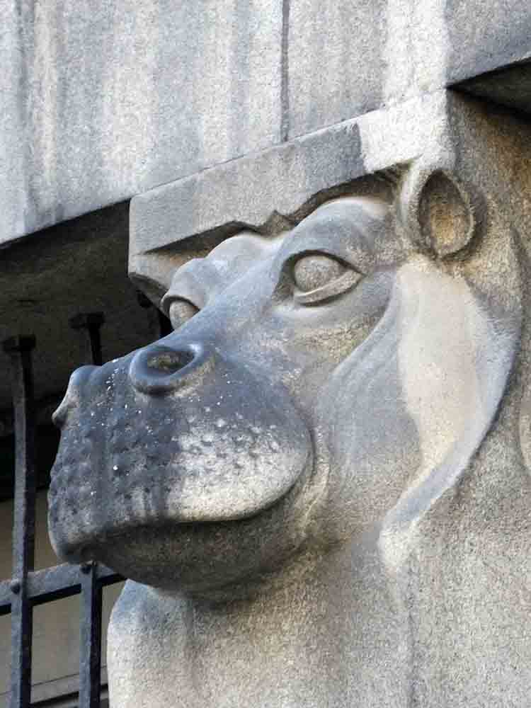 Hippotamus